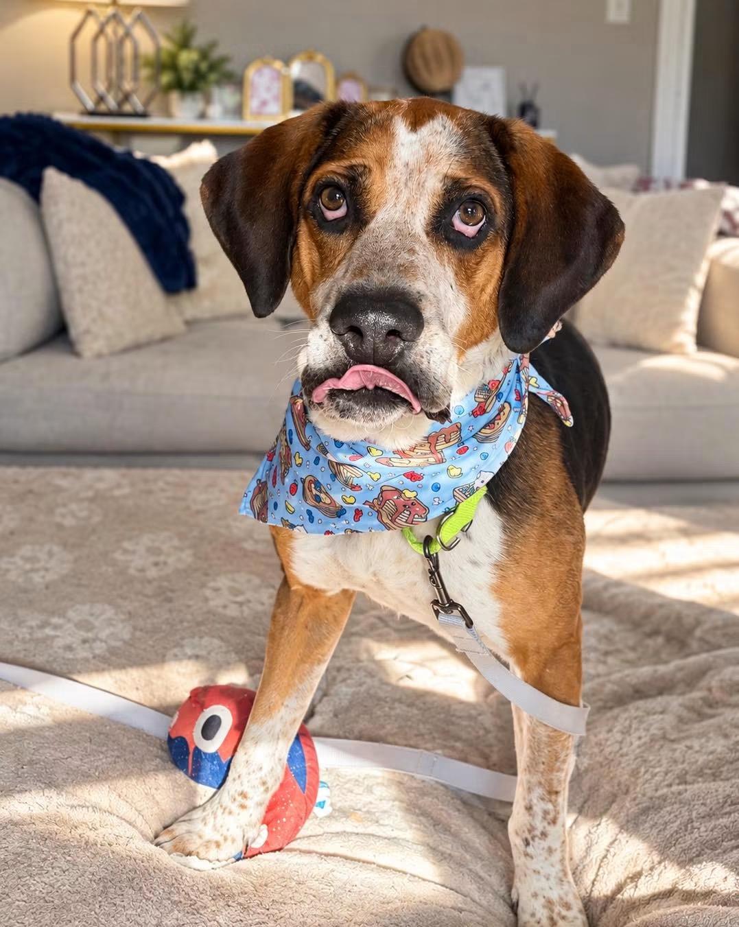 Enlarge Norby, a Adoptable mixed breed in Randleman, NC image 3/4