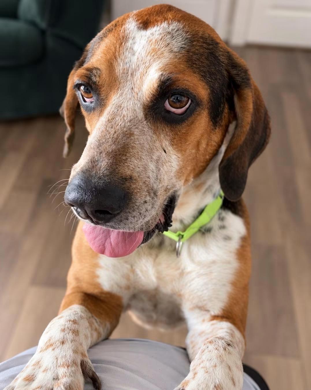 Norby, Adoptable, Adult Male Hound.
