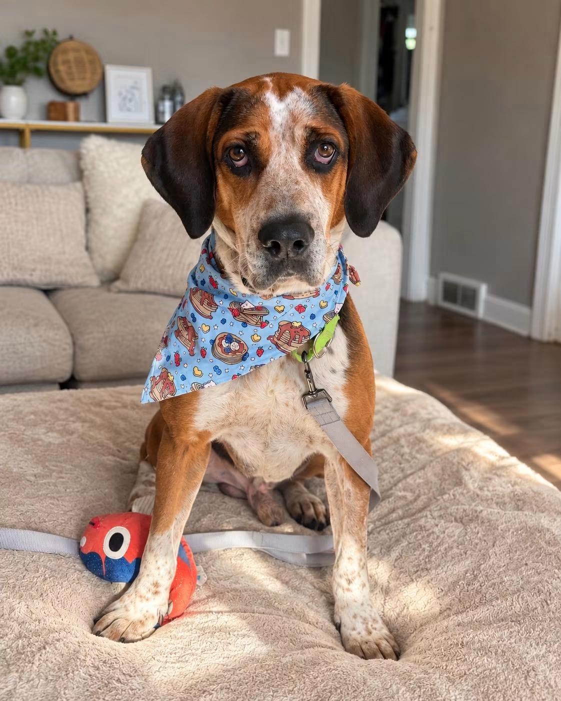 Enlarge Norby, a Adoptable mixed breed in Randleman, NC image 4/4