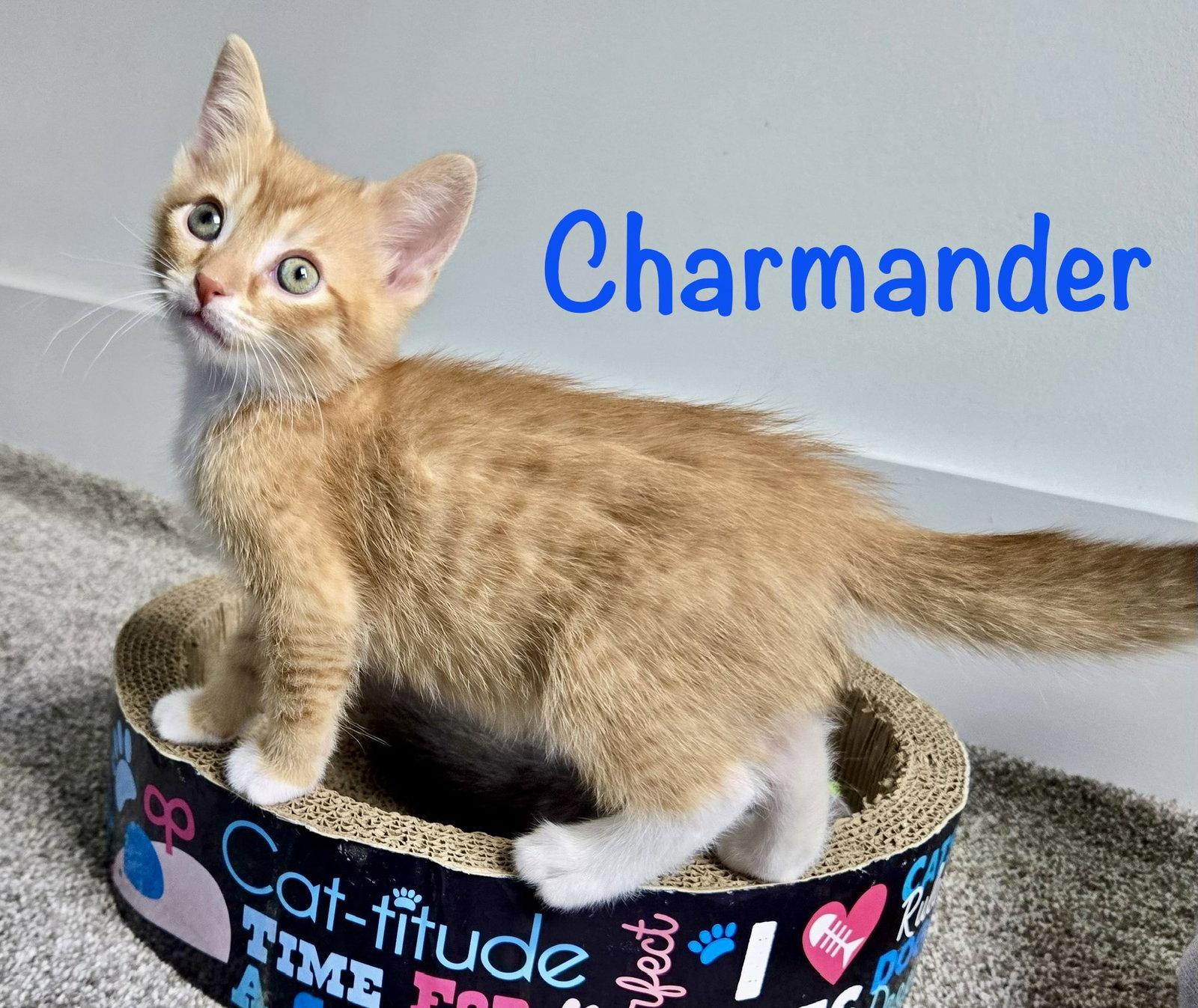 Enlarge Charmander, a Adopted Domestic Short Hair in Reston, VA image 2/3