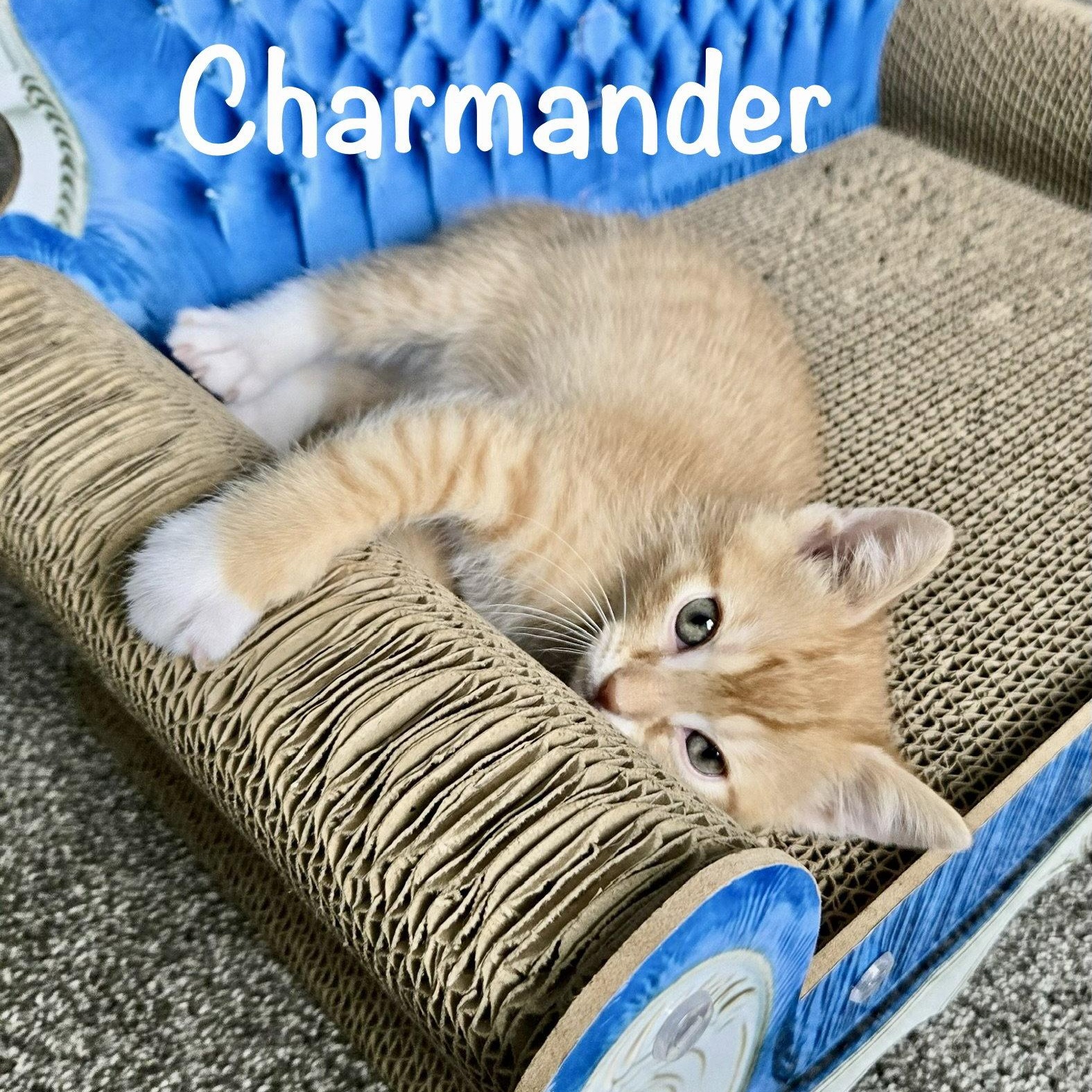 Enlarge Charmander, a Adopted Domestic Short Hair in Reston, VA image 3/3