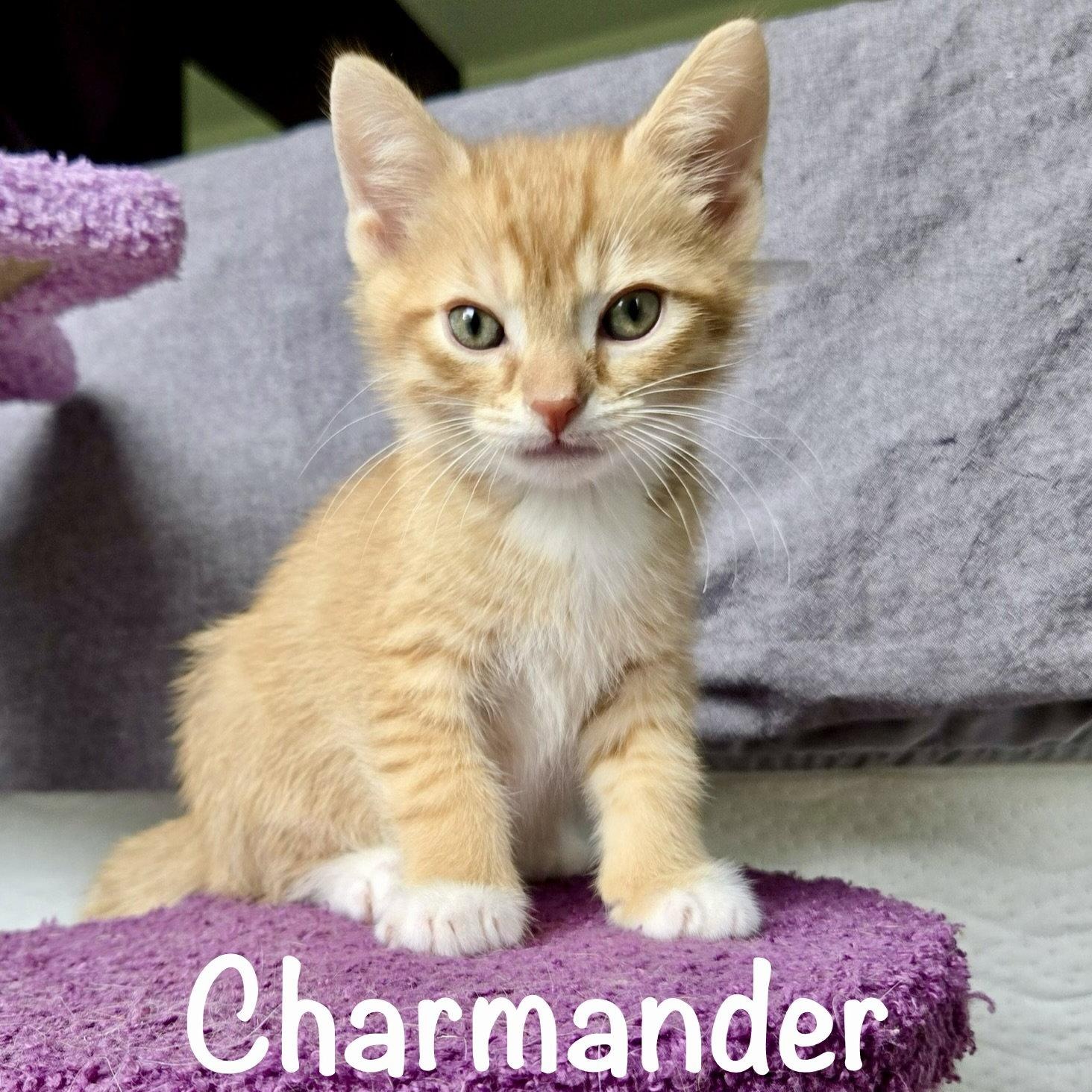 Charmander, Adopted, Kitten Male Domestic Short Hair.