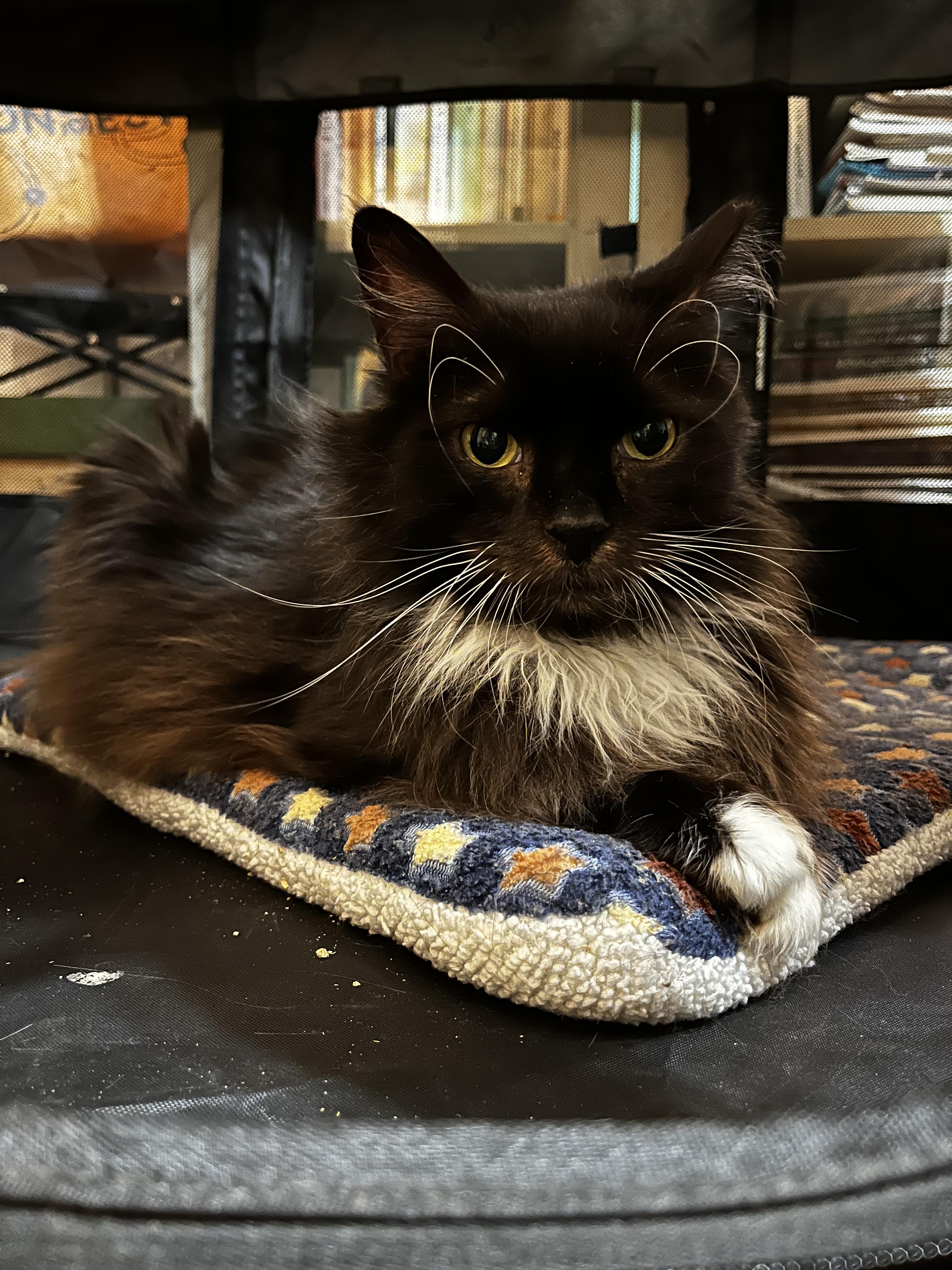 Billy Bob Thornton, ADOPTABLE, Senior Male Domestic Long Hair.