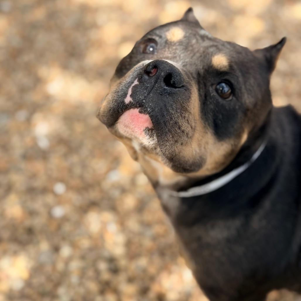 Shania, Adoptable, Adult Female English Bulldog.