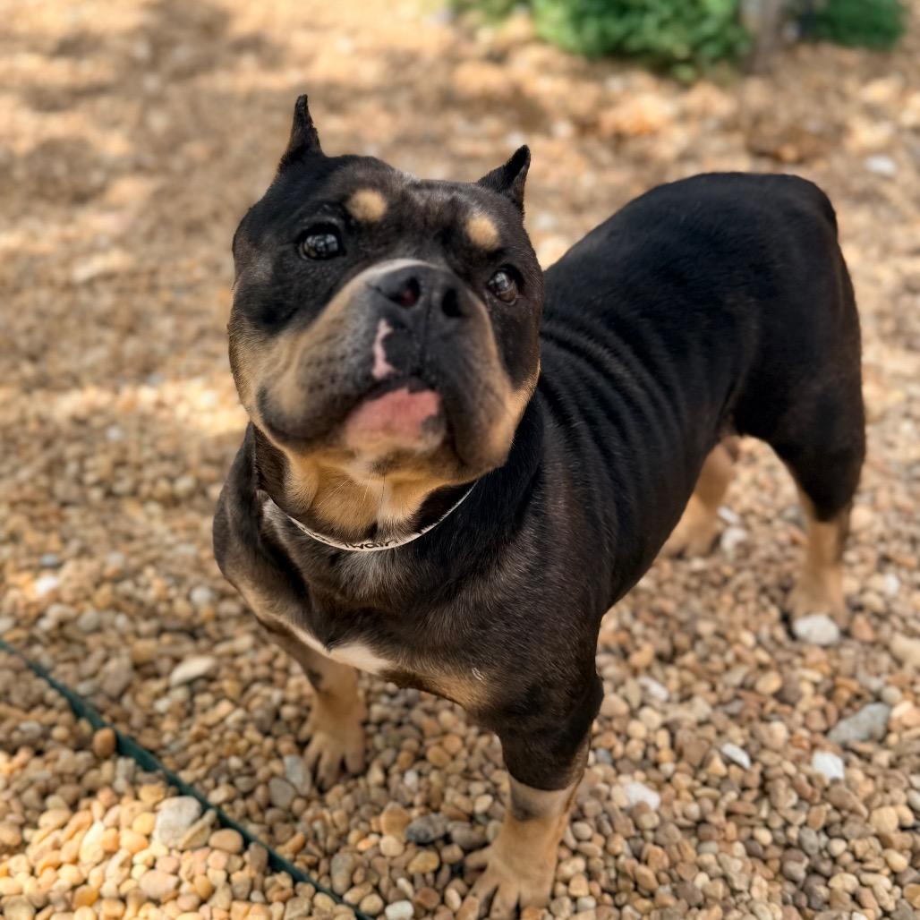 Enlarge Shania, a Adoptable English Bulldog in Columbus, GA image 2/4
