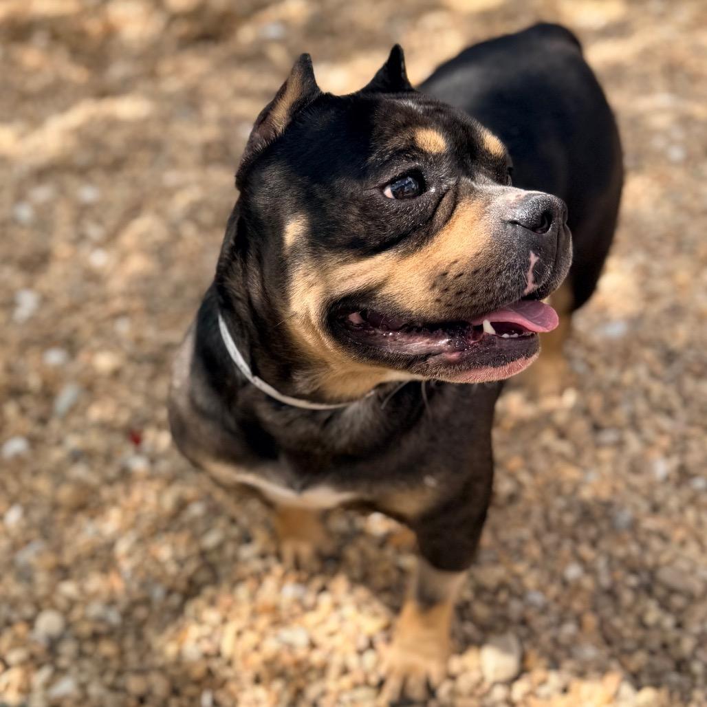 Enlarge Shania, a Adoptable English Bulldog in Columbus, GA image 3/4