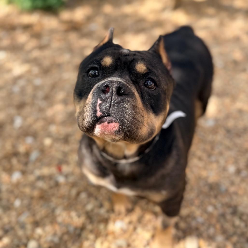 Enlarge Shania, a Adoptable English Bulldog in Columbus, GA image 4/4