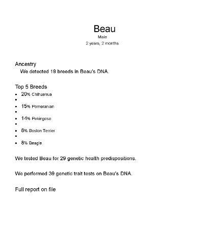 Enlarge Beau The Barbarian - DNA tested, a Adoptable mixed breed in Rootstown, OH image 1/6