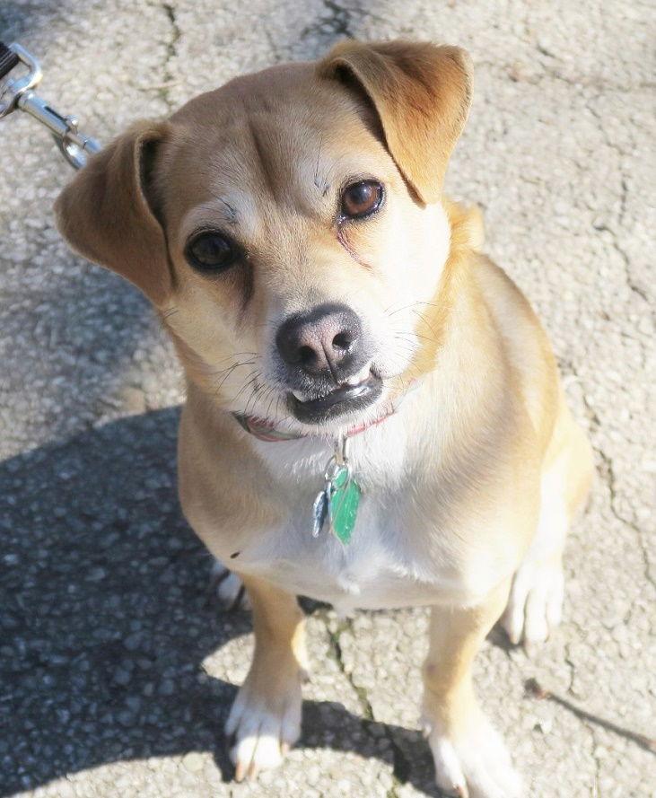 Enlarge Beau The Barbarian - DNA tested, a Adoptable mixed breed in Rootstown, OH image 2/6