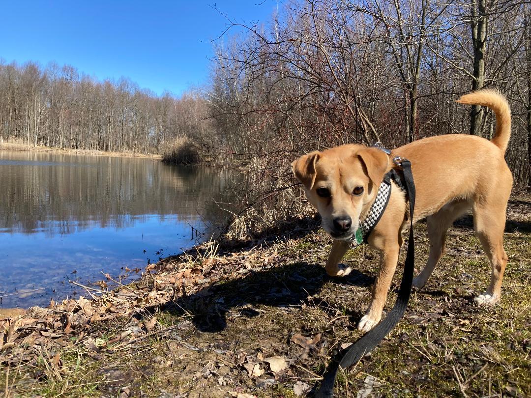 Beau The Barbarian - DNA tested, a Adoptable mixed breed in Rootstown, OH image 3/6