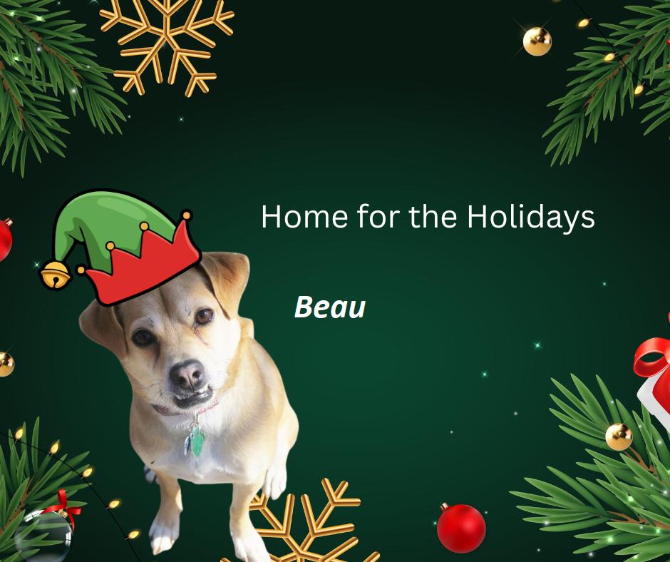 Enlarge Beau The Barbarian - DNA tested, a Adoptable mixed breed in Rootstown, OH image 3/6