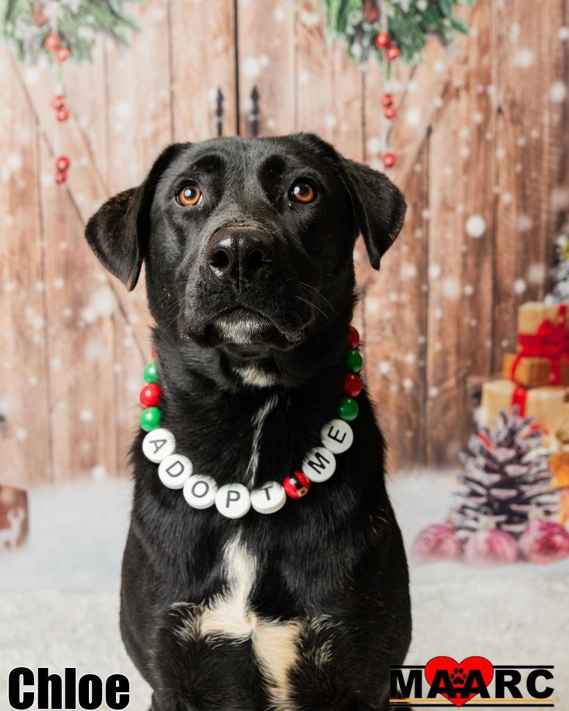 Enlarge Chloe, a Adoptable mixed breed in Maryville, TN image 1/5