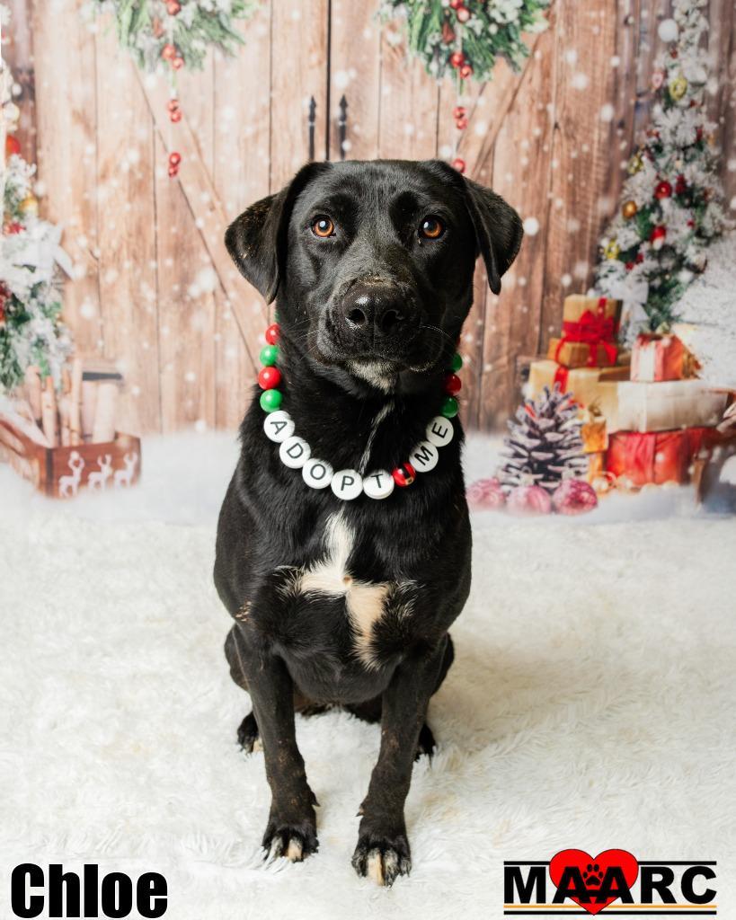 Enlarge Chloe, a Adoptable mixed breed in Maryville, TN image 2/5
