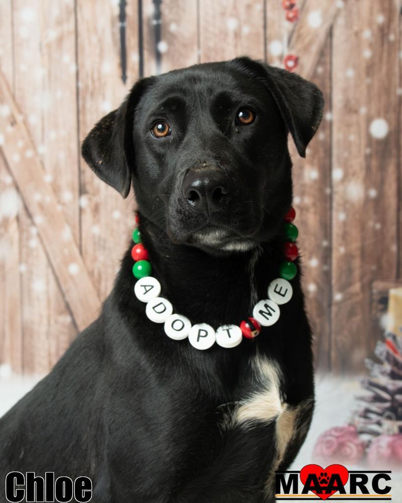 Enlarge Chloe, a Adoptable mixed breed in Maryville, TN image 3/5