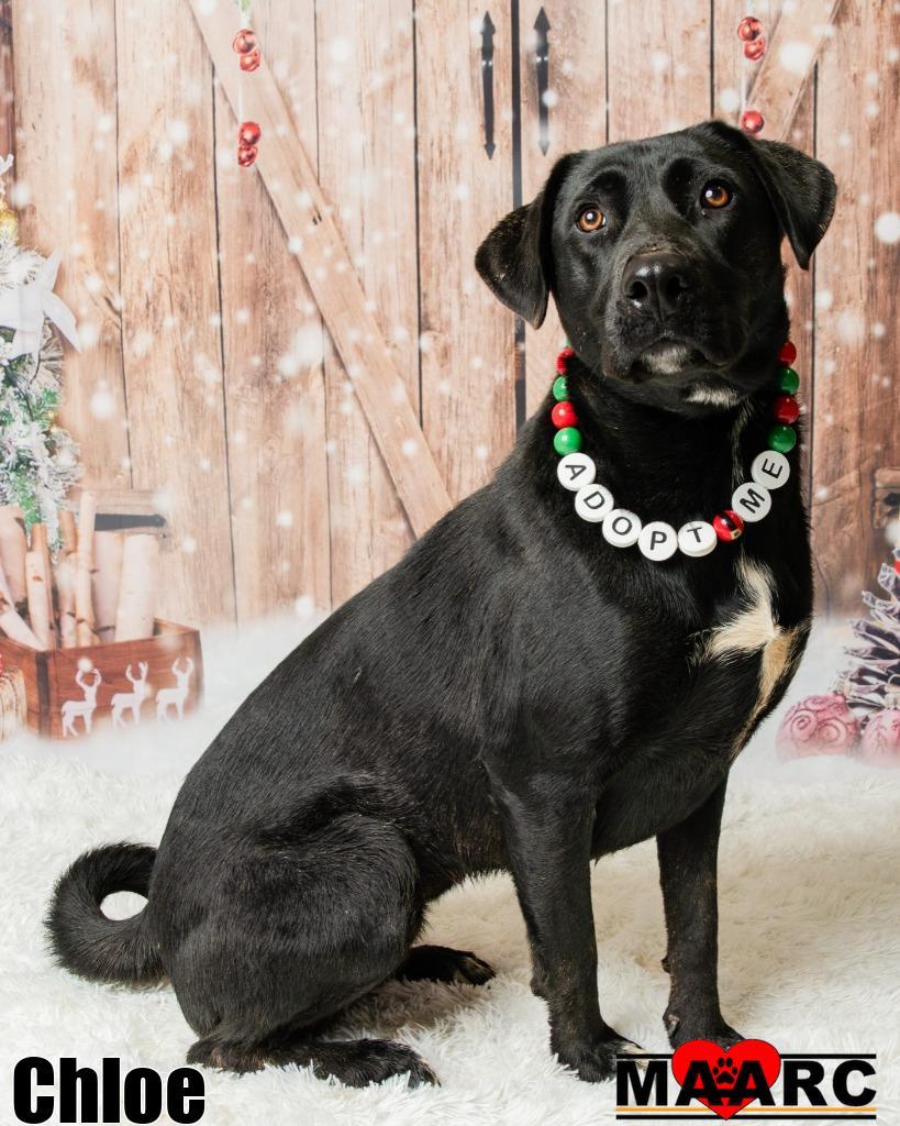 Enlarge Chloe, a Adoptable mixed breed in Maryville, TN image 4/5