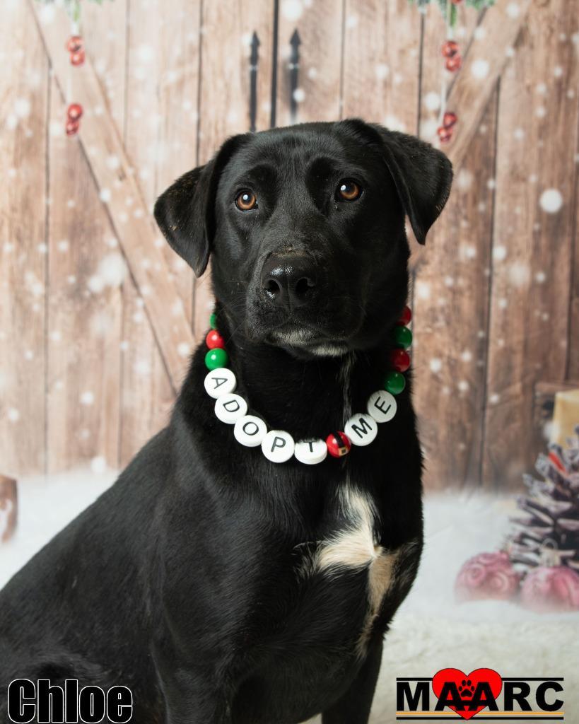 Enlarge Chloe, a Adoptable mixed breed in Maryville, TN image 5/5