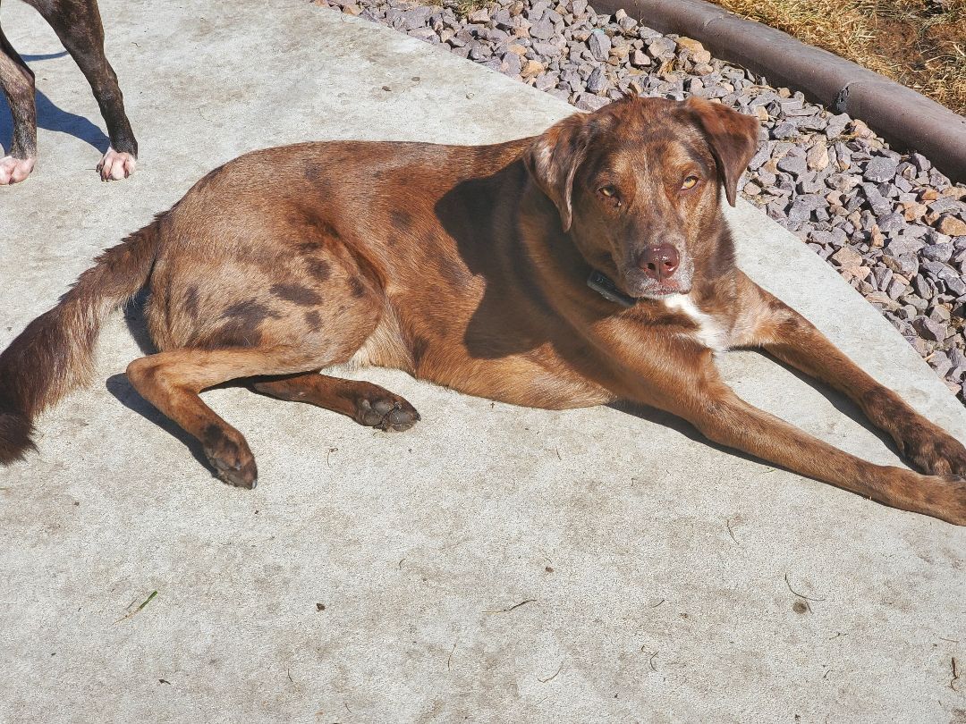 Enlarge Ranger, a Adoptable mixed breed in Lindstrom , MN image 1/9