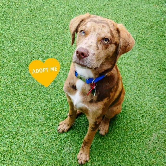 Enlarge Ranger, a Adoptable mixed breed in Lindstrom , MN image 3/9