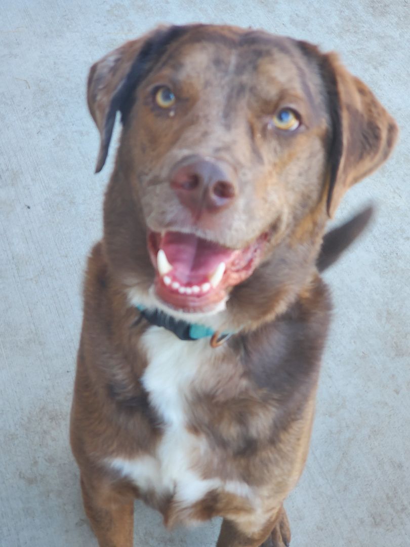 Enlarge Ranger, a Adoptable mixed breed in Lindstrom , MN image 4/9