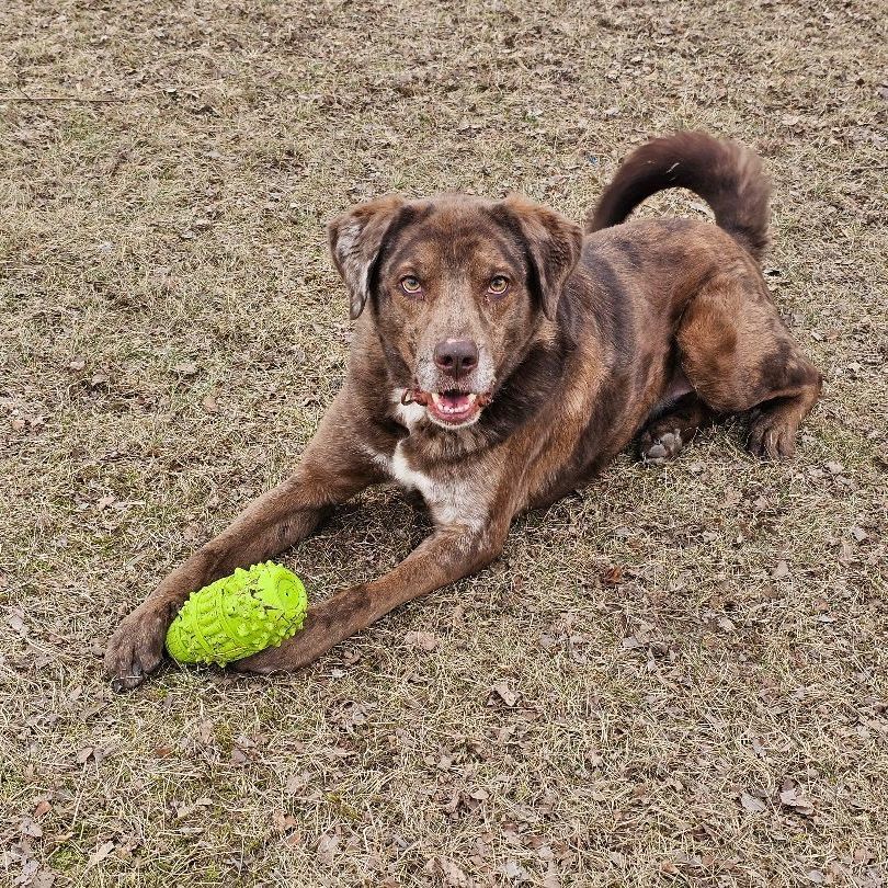 Enlarge Ranger, a Adoptable mixed breed in Lindstrom , MN image 5/9