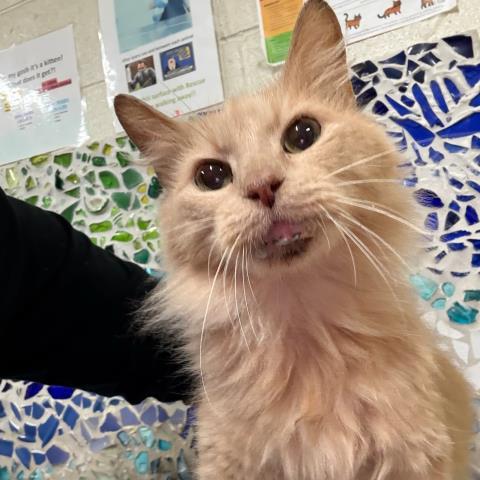 Enlarge BIFF, a Adoptable Domestic Medium Hair in Pensacola, FL image 1/1