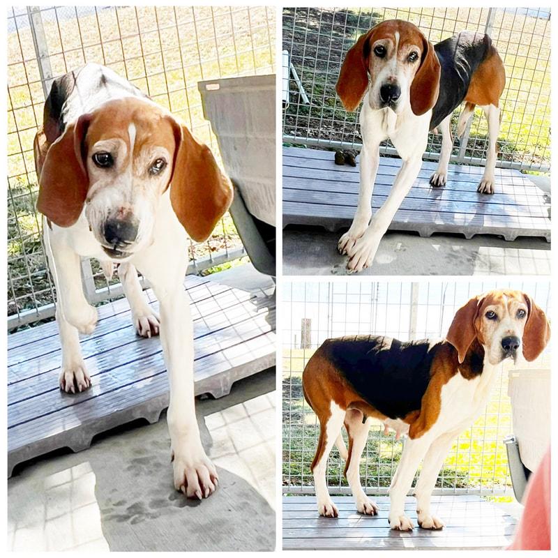 Enlarge Bluebell, a ADOPTABLE Treeing Walker Coonhound in Dublin, VA image 1/1