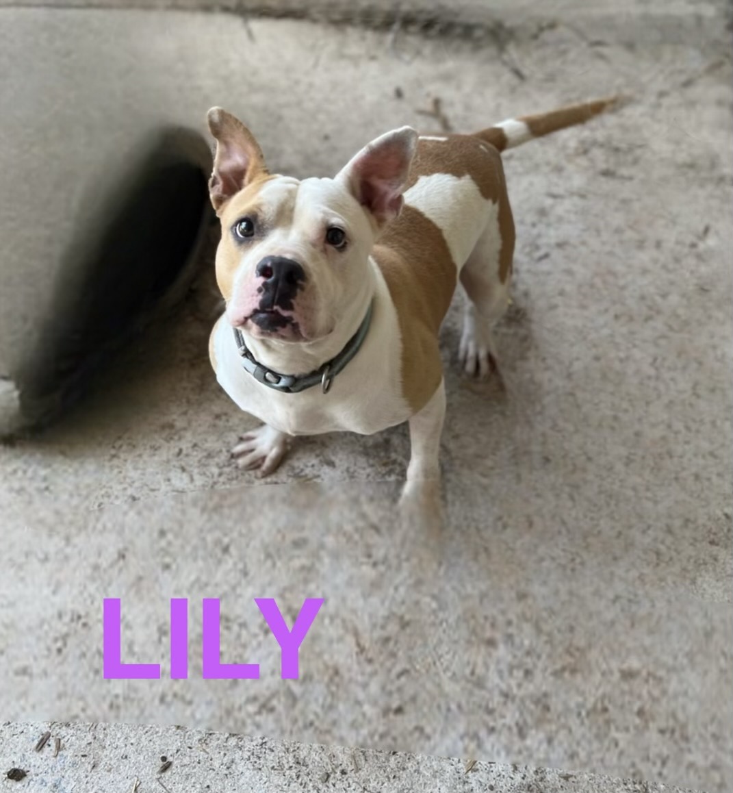 Enlarge Lily, a Adoptable Staffordshire Bull Terrier in Hartwell, GA image 1/2
