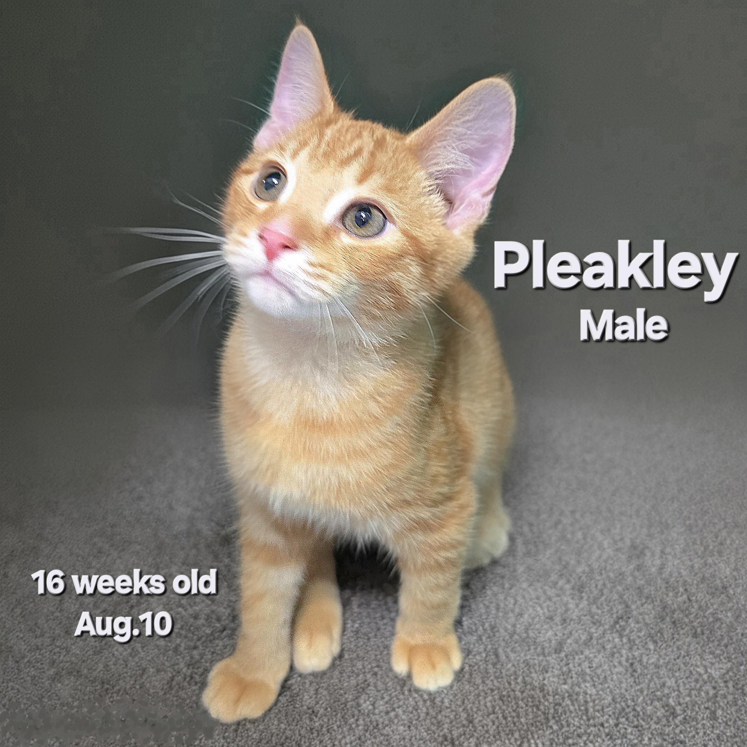 Pleakley