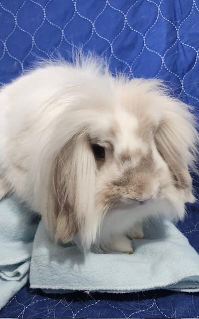 Enlarge Cheeto, a Adoptable mixed breed in Navarre, FL image 1/2