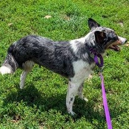Enlarge Tripod Trixie, an adopted mixed breed in Philadelphia, PA image 4/5