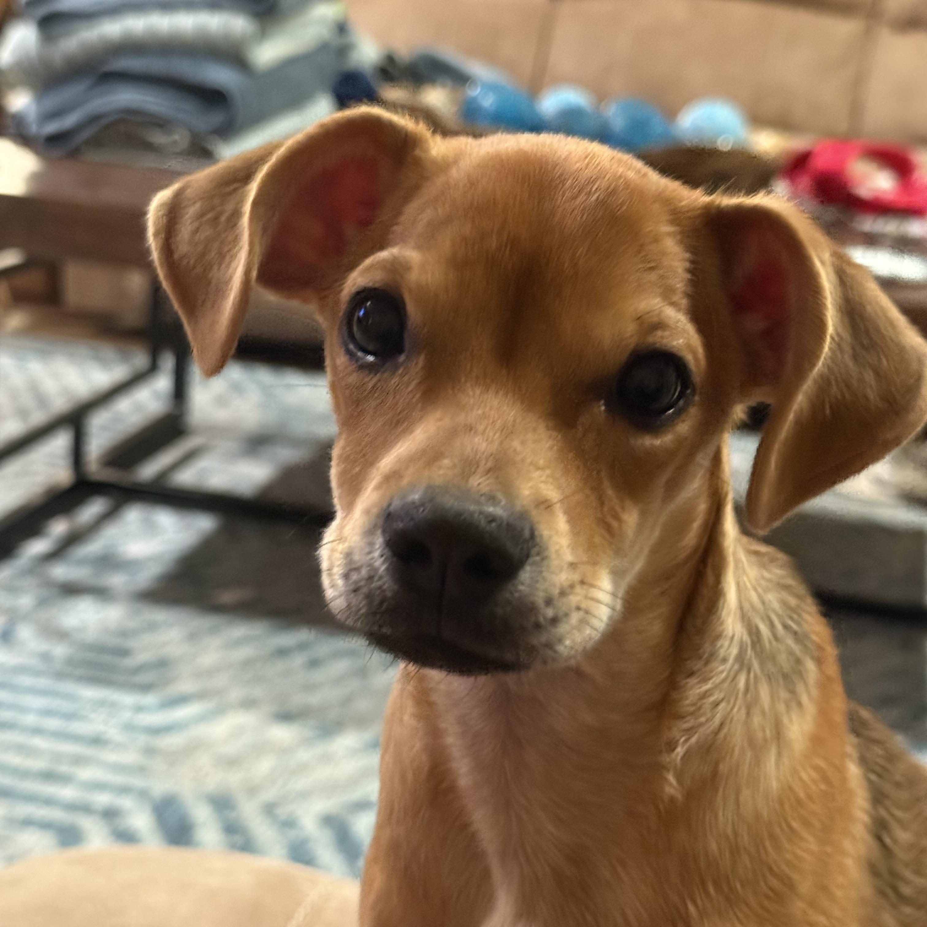 Everest, a Adoptable mixed breed in Baker, LA image 2/5