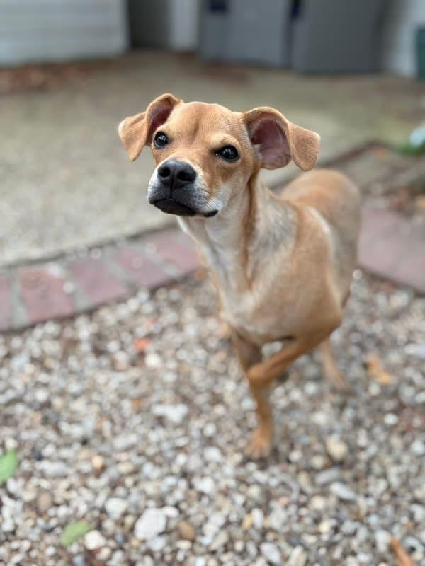 Everest, a Adoptable mixed breed in Baker, LA image 3/5