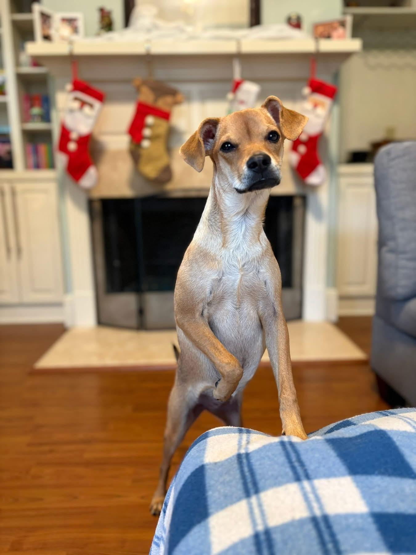 Everest, a Adoptable mixed breed in Baker, LA image 4/5