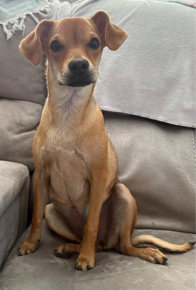 Everest, Adoptable, Young Female Beagle & Terrier.