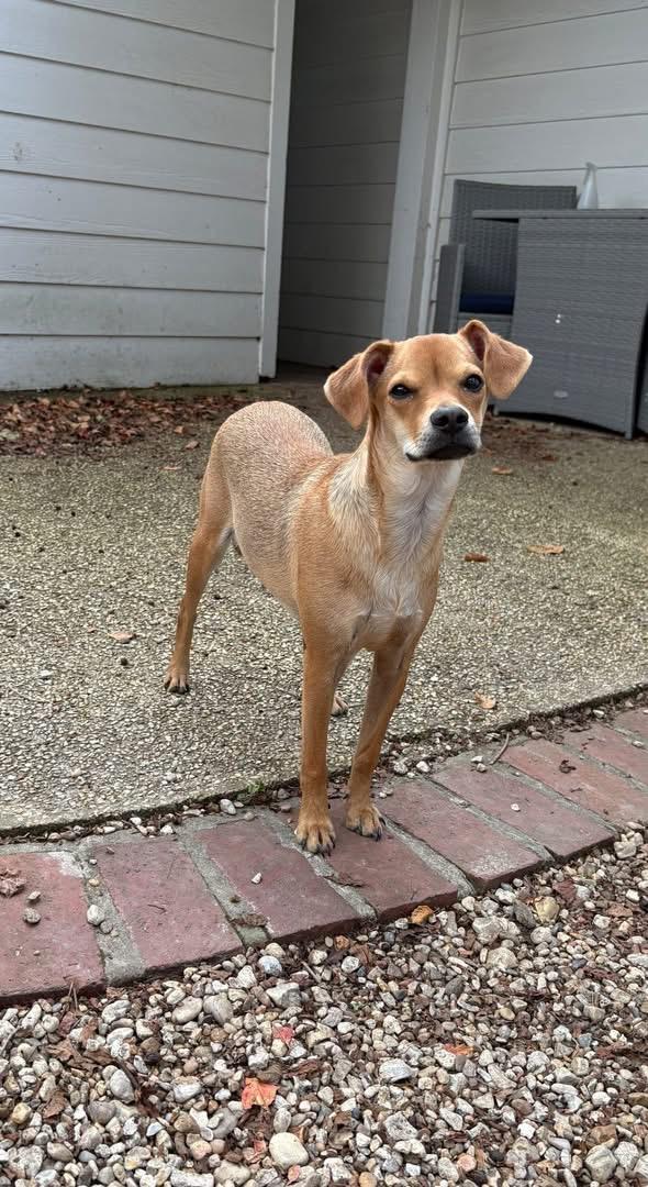 Everest, a Adoptable mixed breed in Baker, LA image 5/5