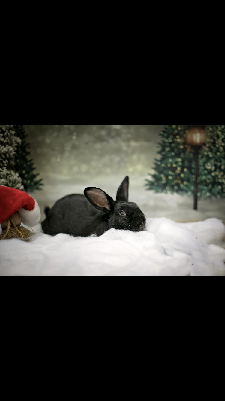 Barnabas (Barney) & Licorice photo 3