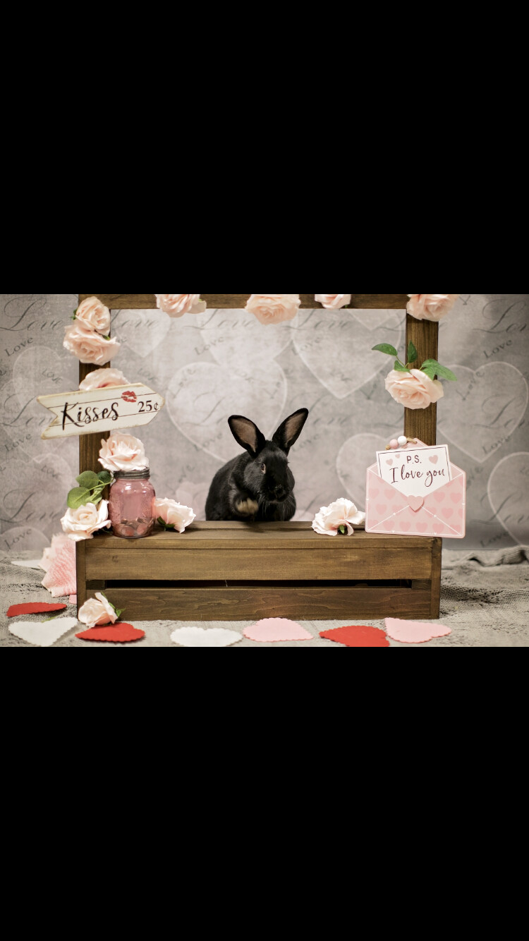 Enlarge Barnabas (Barney) & Licorice, a Adoptable mixed breed in Palatine, IL image 2/8