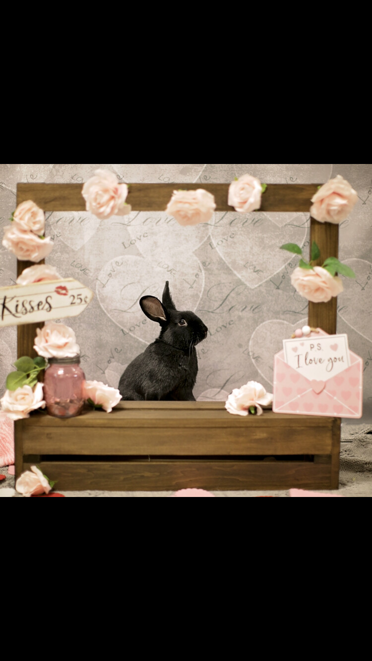 Enlarge Barnabas (Barney) & Licorice, a Adoptable mixed breed in Palatine, IL image 3/8