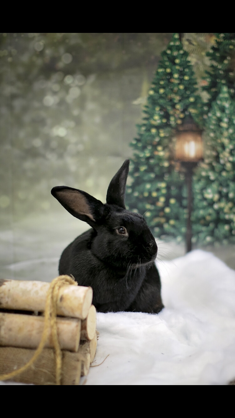 Enlarge Barnabas (Barney) & Licorice, a Adoptable mixed breed in Palatine, IL image 4/8