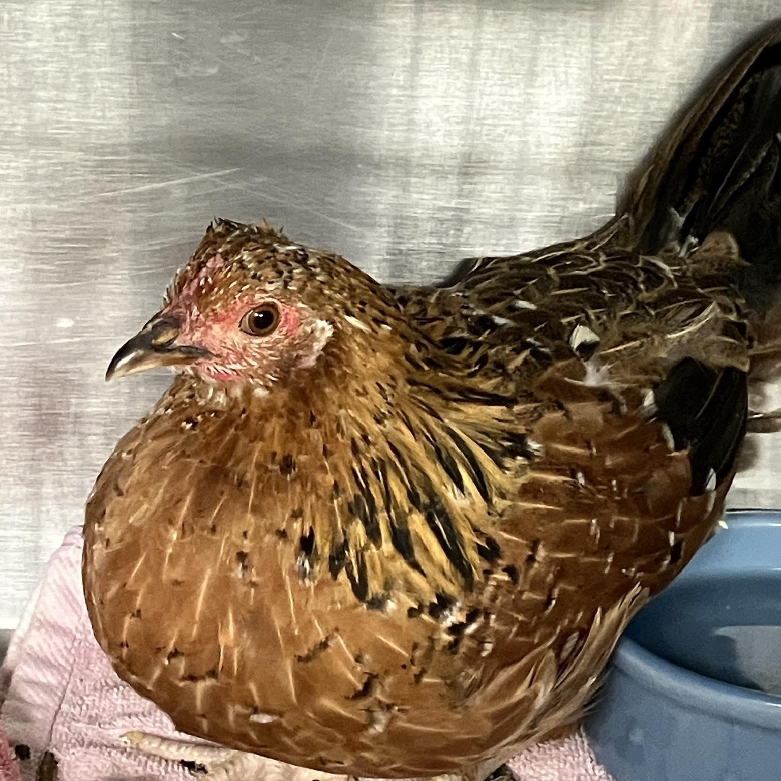 Chicky Chicky Bawk Bawk