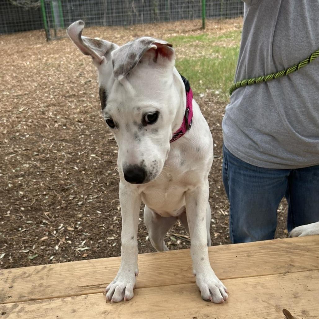 Enlarge Millie, a Adoptable mixed breed in Wimberley, TX image 1/6