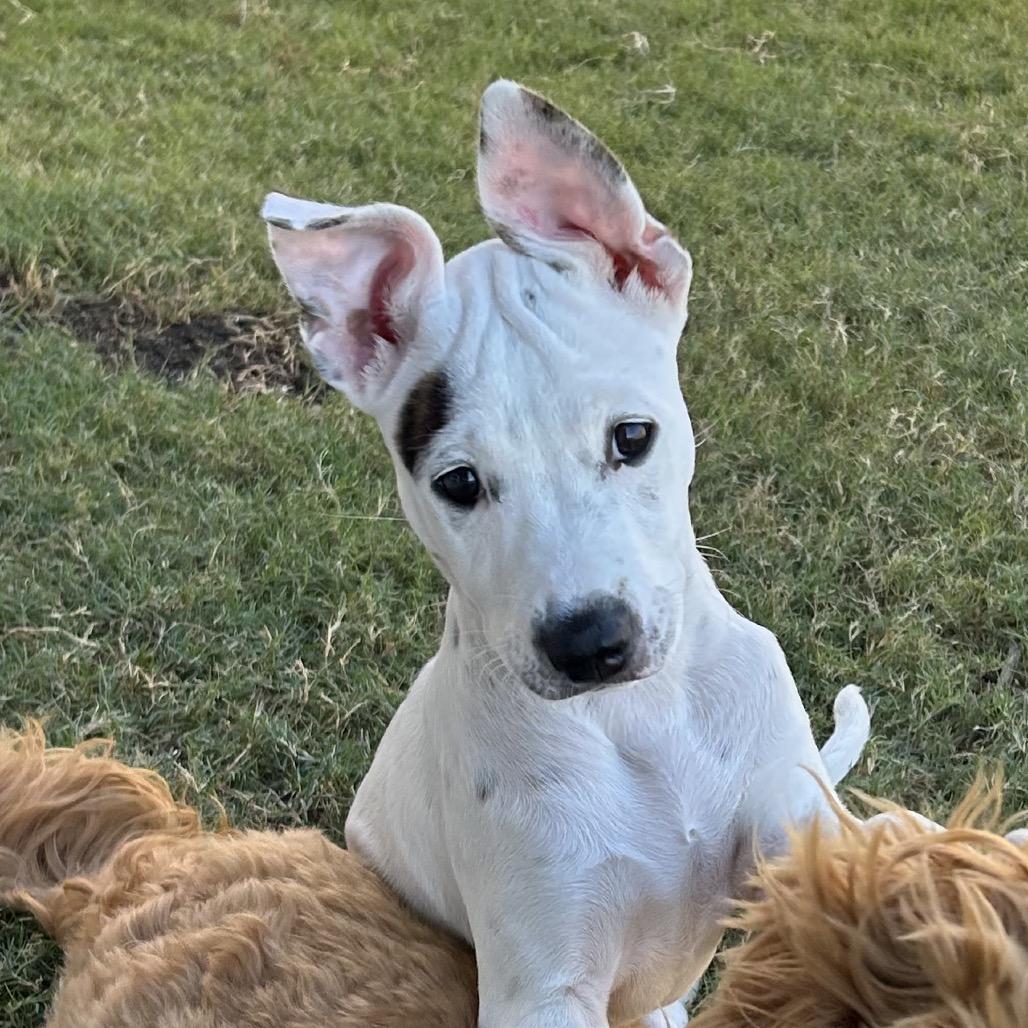 Millie, Adoptable, Young Female Terrier.
