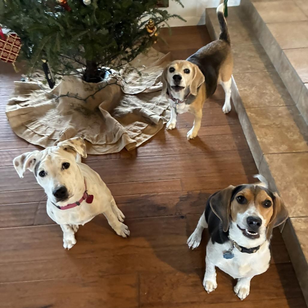 Enlarge Millie, a Adoptable mixed breed in Wimberley, TX image 3/6