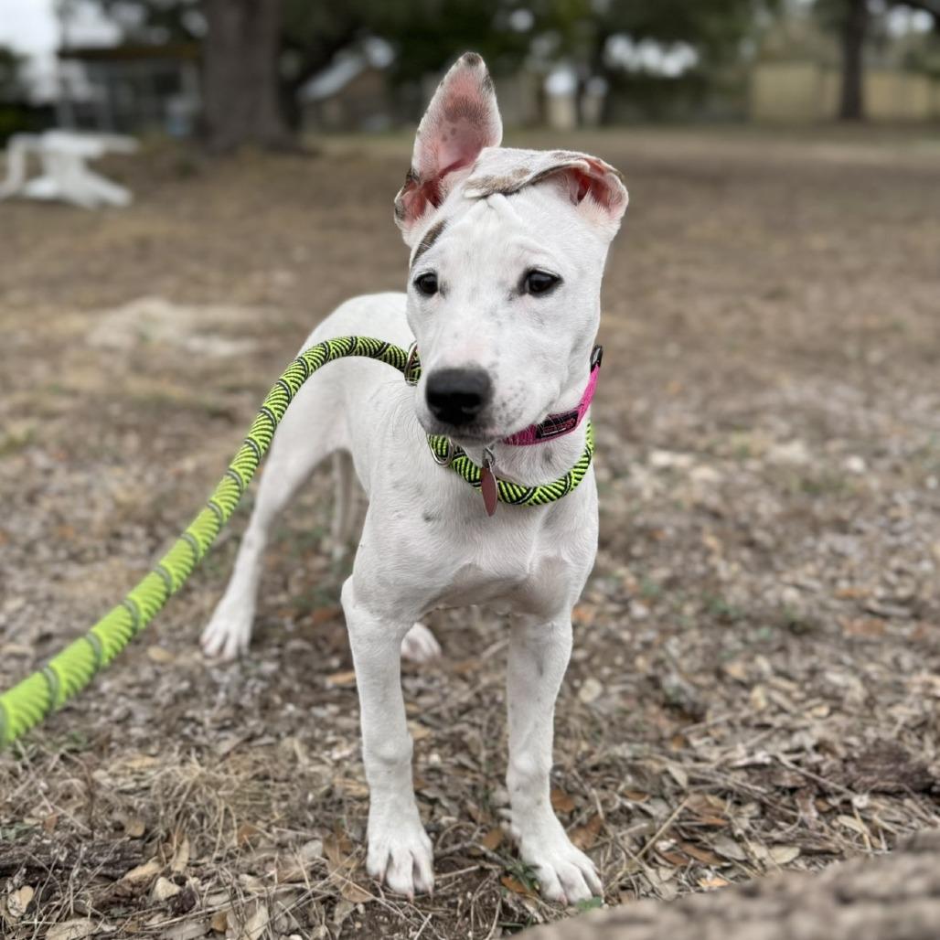 Enlarge Millie, a Adoptable mixed breed in Wimberley, TX image 4/6
