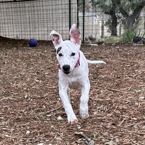 Enlarge Millie, a Adoptable mixed breed in Wimberley, TX image 5/6