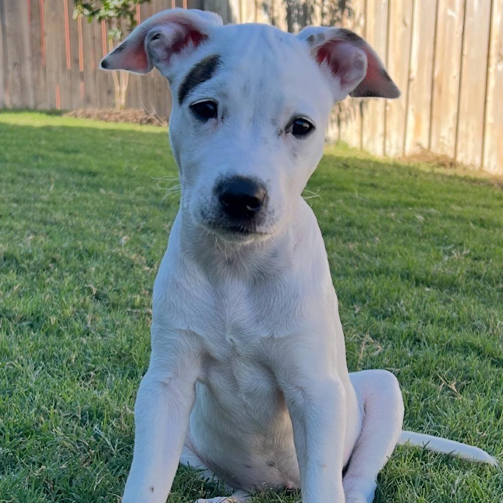 Millie, a Adoptable mixed breed in Wimberley, TX image 4/6