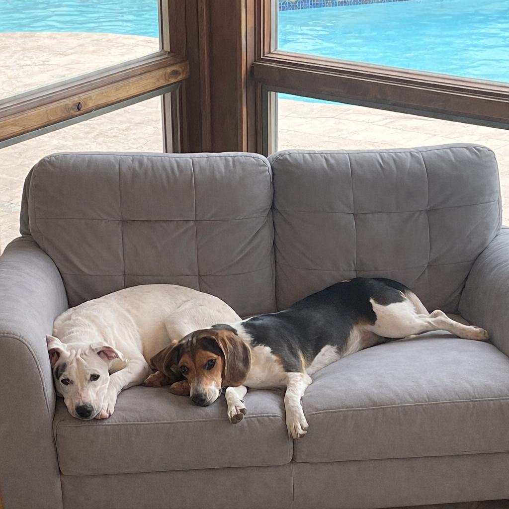 Enlarge Millie, a Adoptable mixed breed in Wimberley, TX image 5/6