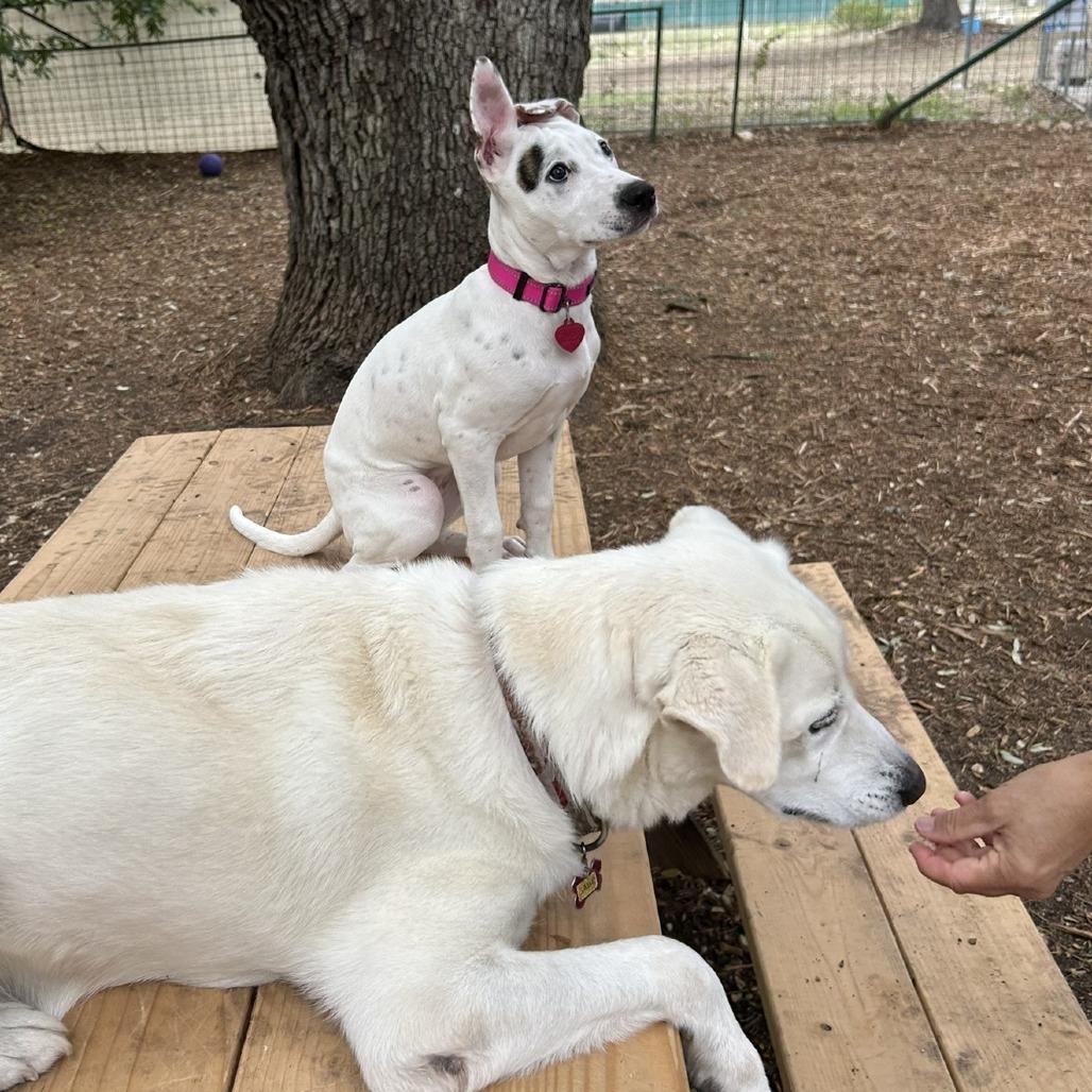 Millie, a Adoptable mixed breed in Wimberley, TX image 6/6