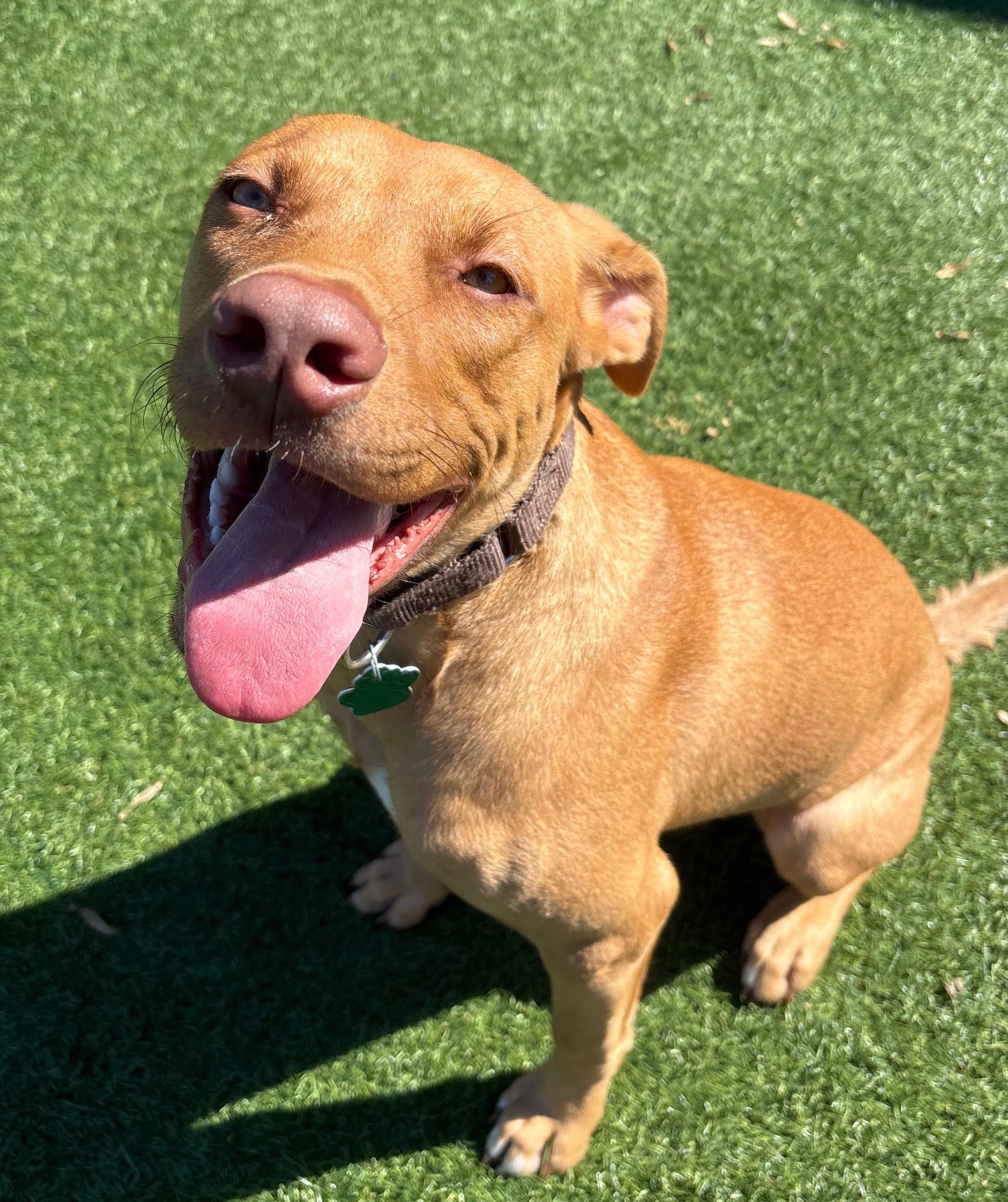 Enlarge Bob, a Adopted Vizsla in Norwalk, CT image 3/6