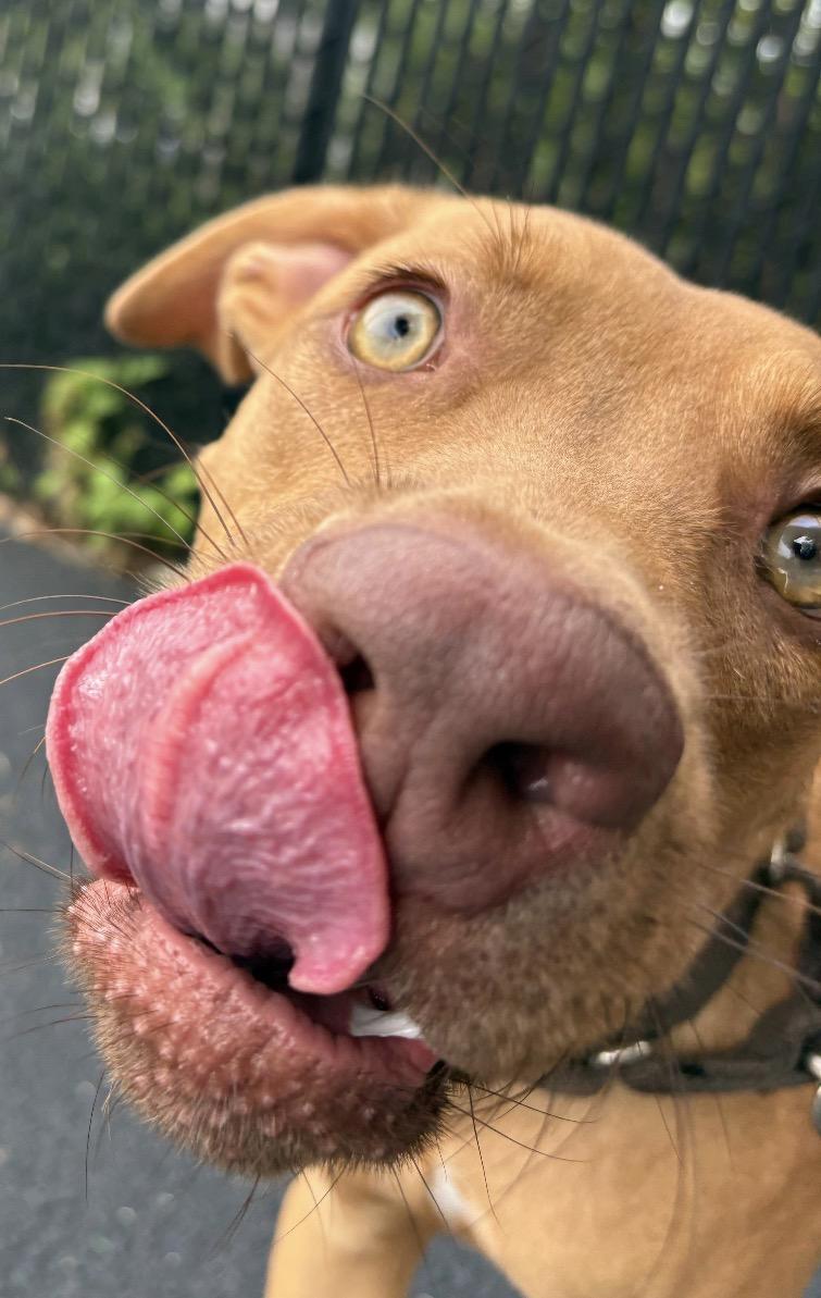 Enlarge Bob, an adopted Vizsla in Norwalk, CT image 4/6